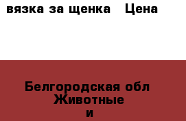 вязка за щенка › Цена ­ 100 - Белгородская обл. Животные и растения » Собаки   